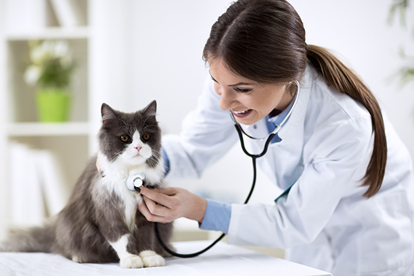 Un vétérinaire à domicile | syndicat-veterinaire-rhone.fr