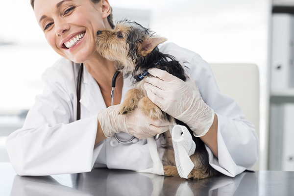 Un vétérinaire à domicile | syndicat-veterinaire-rhone.fr