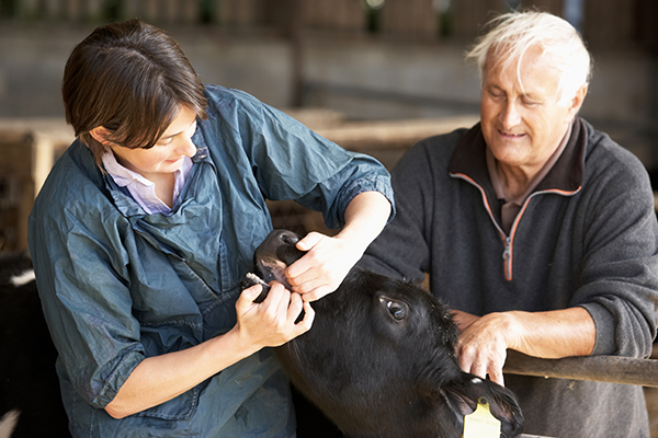 Un vétérinaire à domicile | syndicat-veterinaire-rhone.fr